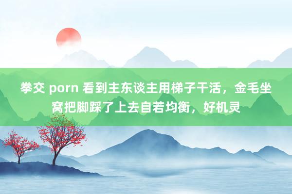 拳交 porn 看到主东谈主用梯子干活，金毛坐窝把脚踩了上去自若均衡，好机灵